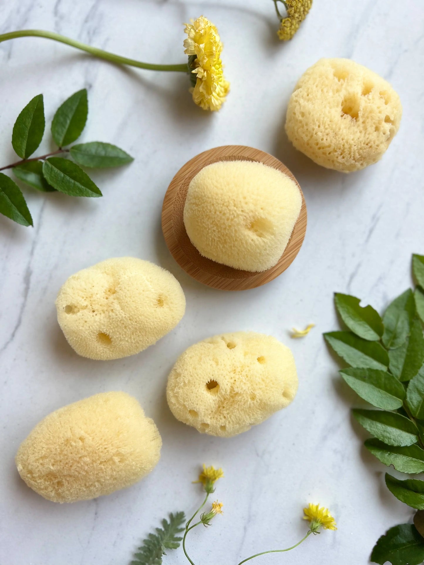 Silk Facial Sea Sponge Philippines | Fawn Lily Botanica - Sustainable and renewable, these soft natural sea sponges cleanse, exfoliate, and rejuvenate skin.