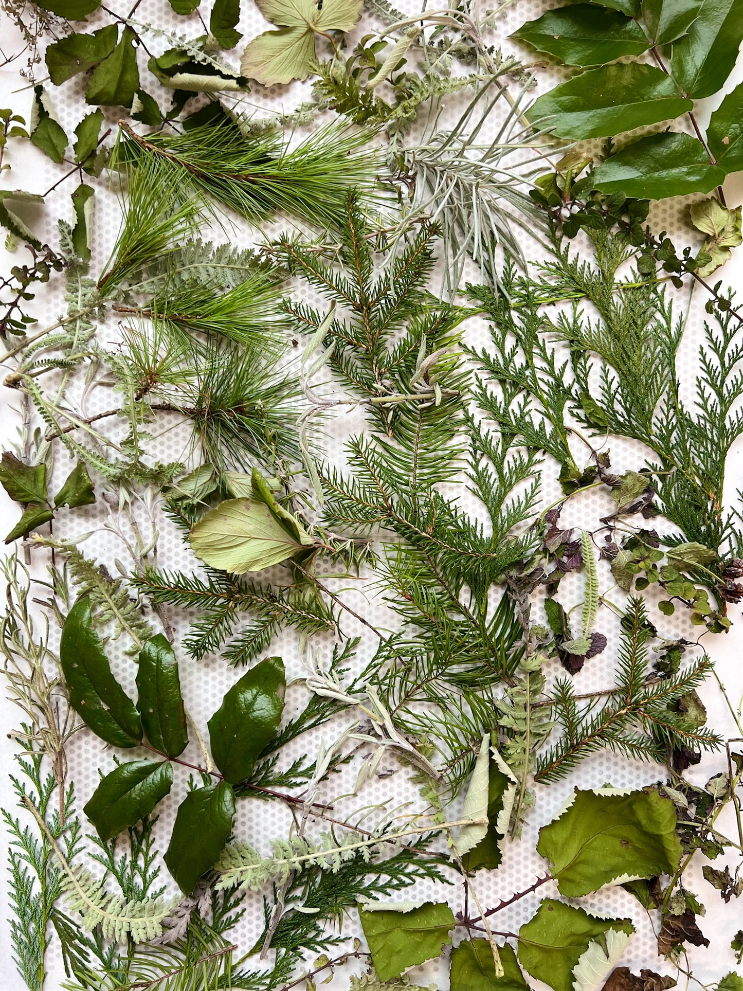 ALL-PURPOSE BOTANICAL SALVE | Fawn Lily Botanica - An ultra-nourishing botanical salve balm made from fresh herbs, flowers, wild plants, and tree tips harvested from the Pacific Northwest bioregion!