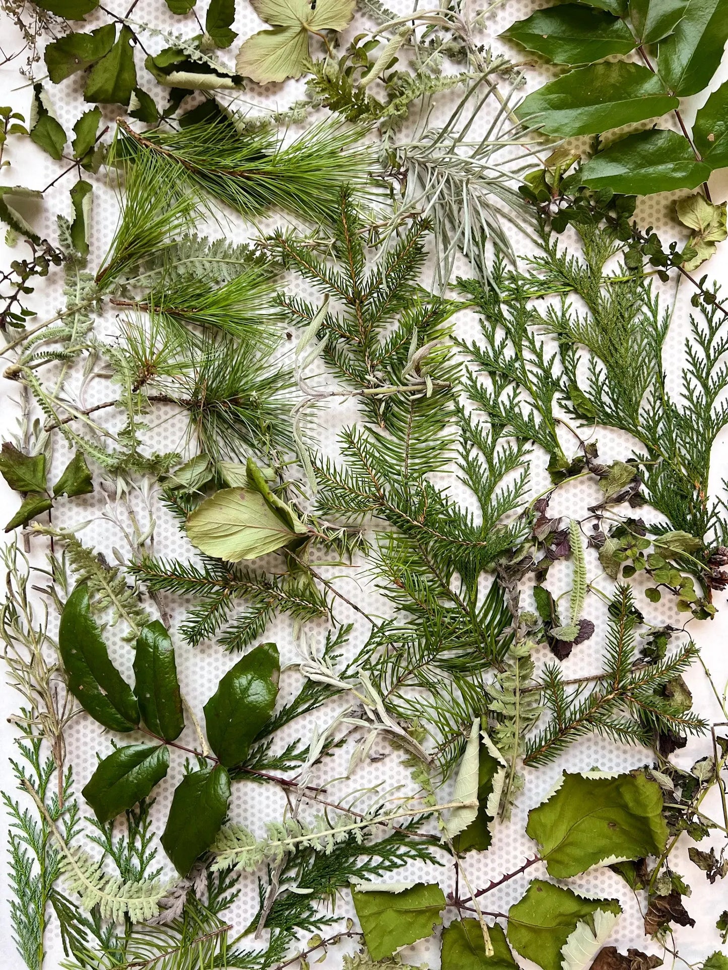 ALL-PURPOSE BOTANICAL SALVE | Fawn Lily Botanica - An ultra-nourishing botanical salve balm made from fresh herbs, flowers, wild plants, and tree tips harvested from the Pacific Northwest bioregion!