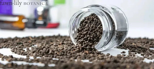 Psoralea corylifolia seeds for Babchi Bakuchi oil, Bakuchiol facial serum, Babchi plant seeds