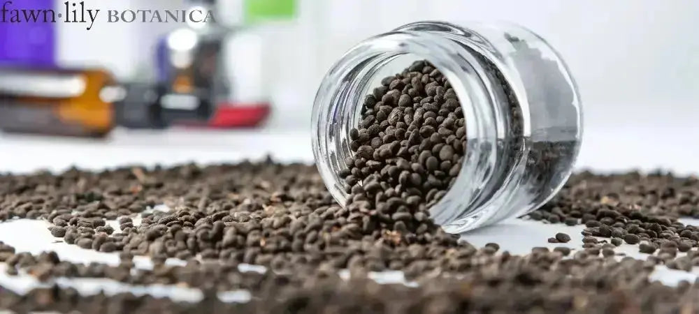 Psoralea corylifolia seeds for Babchi Bakuchi oil, Bakuchiol facial serum, Babchi plant seeds