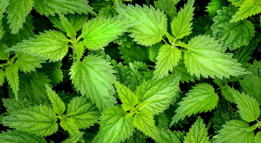 DIY Simple Nourishing Nettle Infusion Fawn Lily Botanica