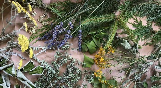 The Making of our Homegrown Salve Fawn Lily Botanica
