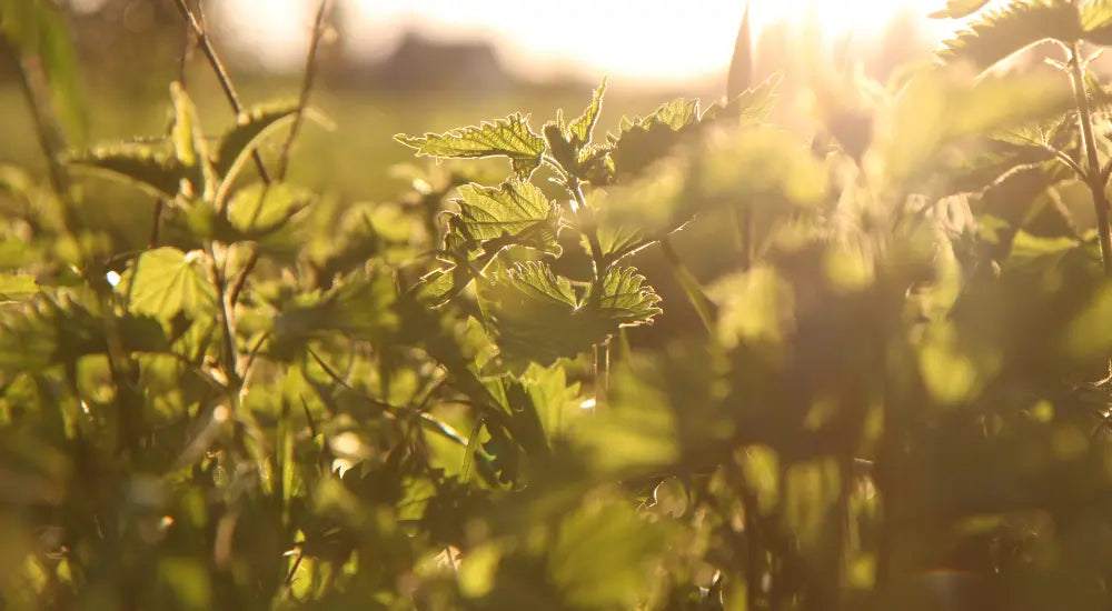 nettle herbal infusion tea recipe