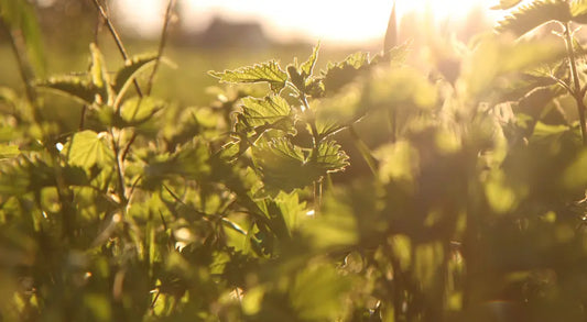 nettle herbal infusion tea recipe
