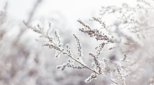 Winter Skin Care Tips from Fawn Lily Botanica