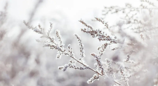 Winter Skin Care Tips from Fawn Lily Botanica