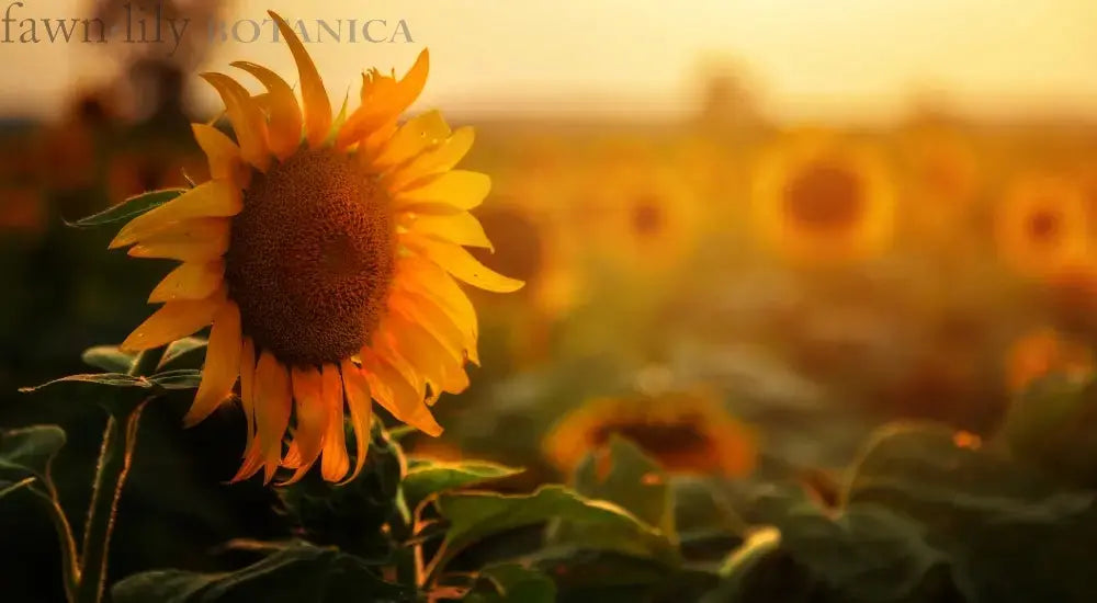 sunflowers in field - summer sunburn tips and natural remedies