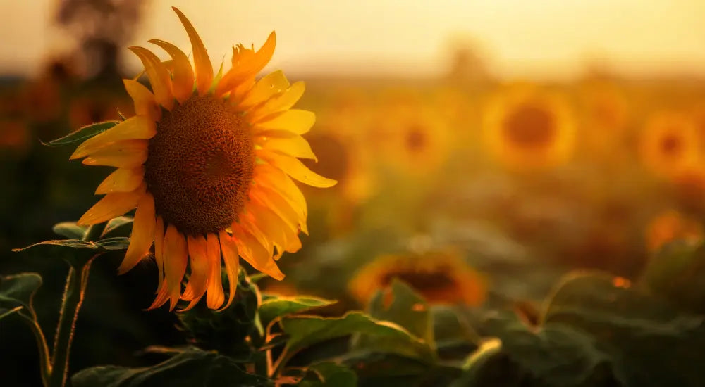 sunflowers in field - summer sunburn tips and natural remedies