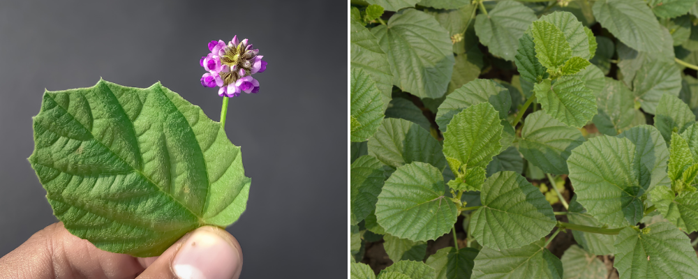 Fawn Lily Botanica | Babchi plant, Bakuchiol Botanical Facial Serum, natural retinol alternative