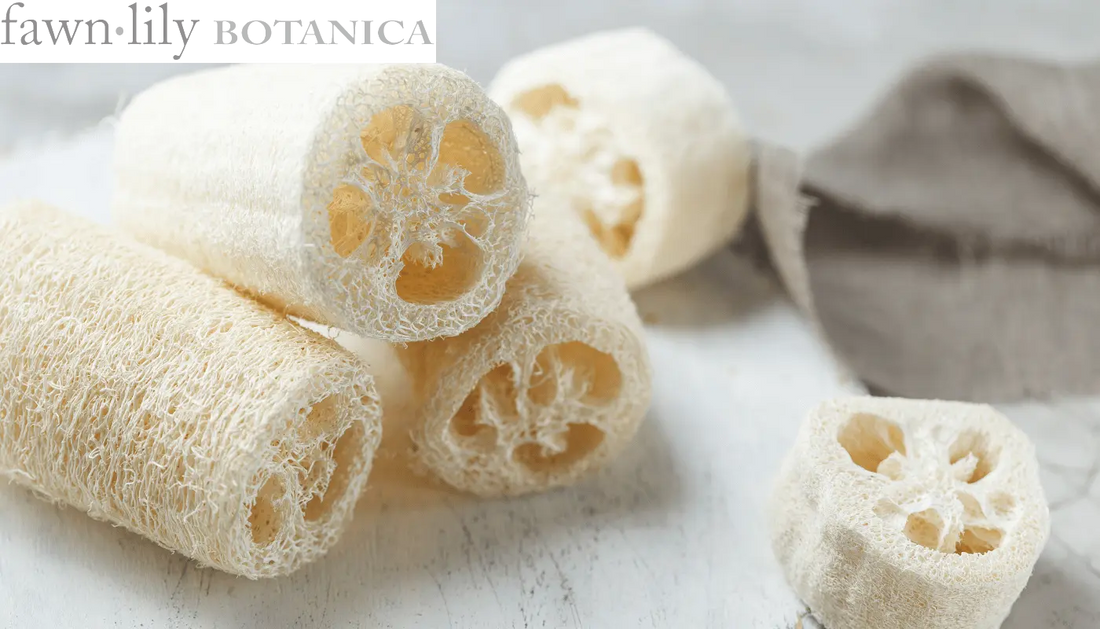 Fawn Lily Botanica | Natural Luffa Loofah from Gourds, vegan plant-based bathing tools for exfoliation