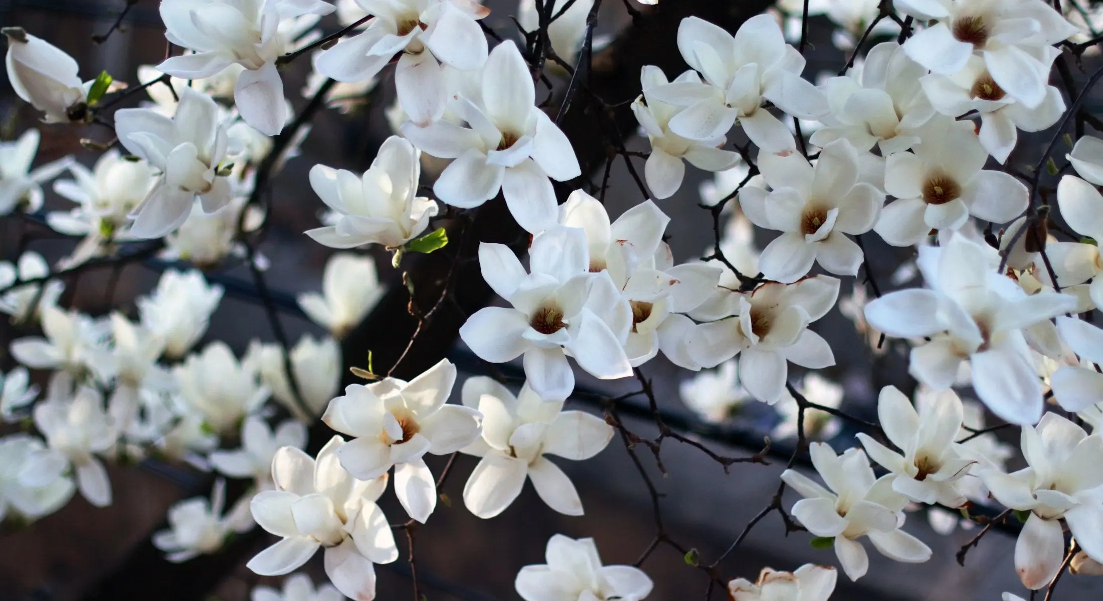 Natural botanical lip balms, handcrafted from organic ingredients. 