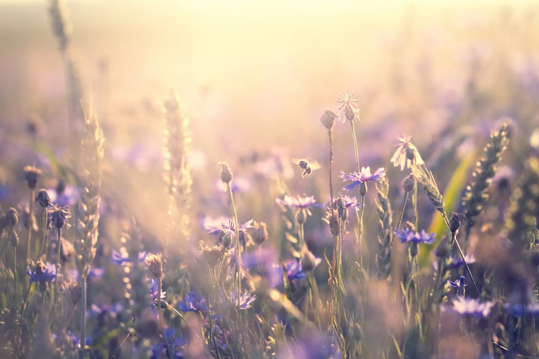 Fawn Lily Botanica | Summer Products for Nourished Natural Skincare