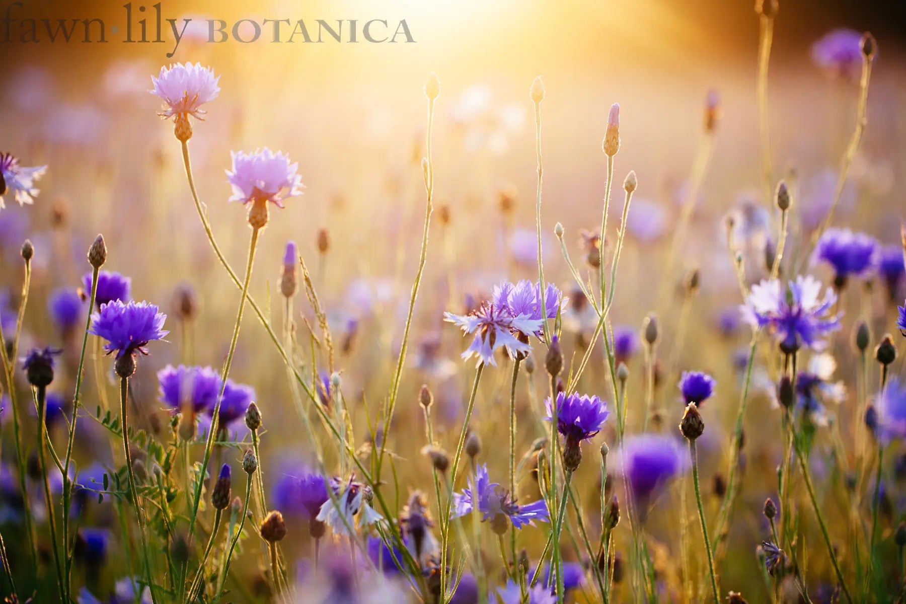 Barrier Repair Skincare for Sensitive Skin | Fawn Lily Botanica