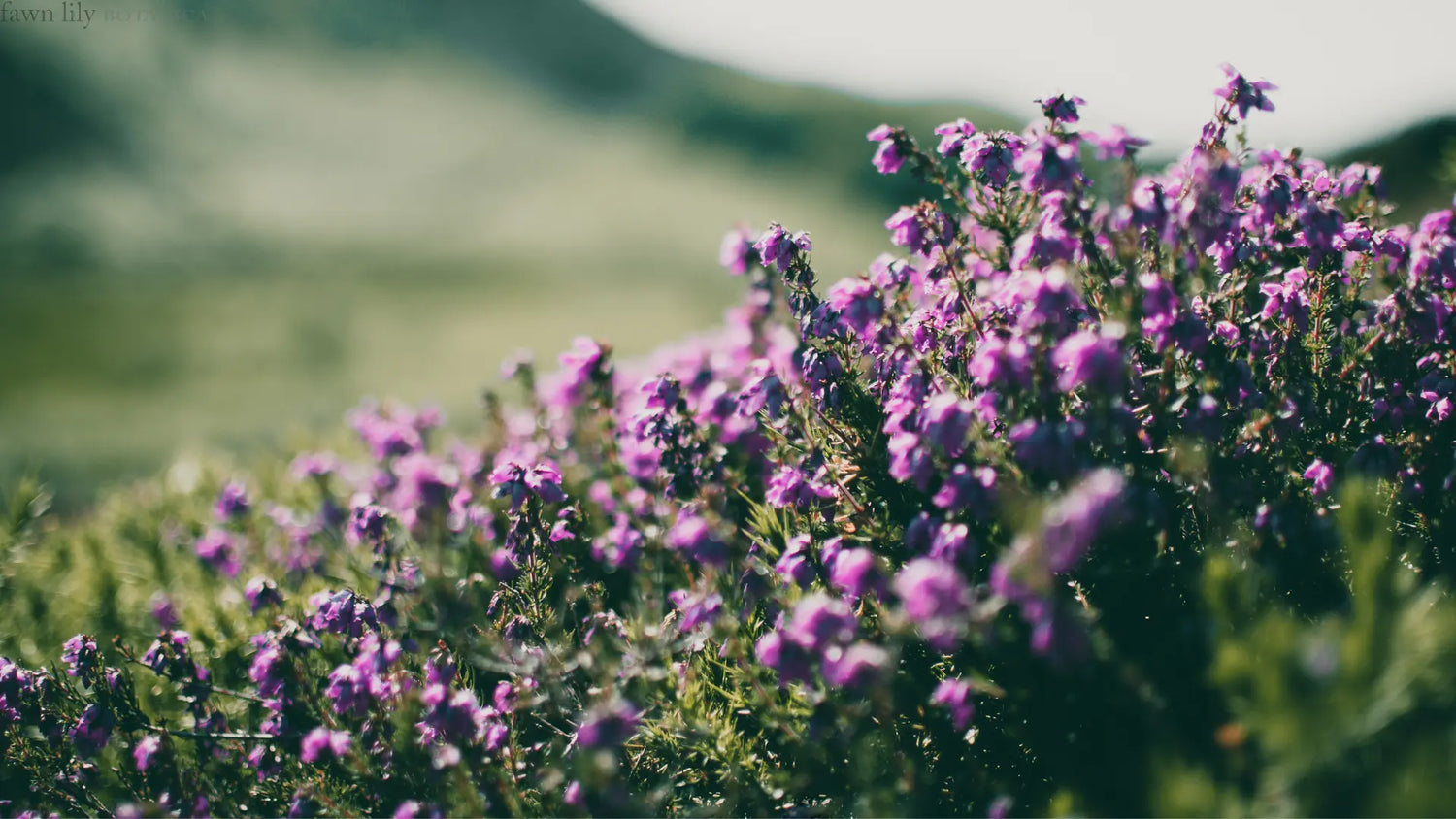 Natural facial toners vegan and plant-based, made from organic and natural botanical ingredients
