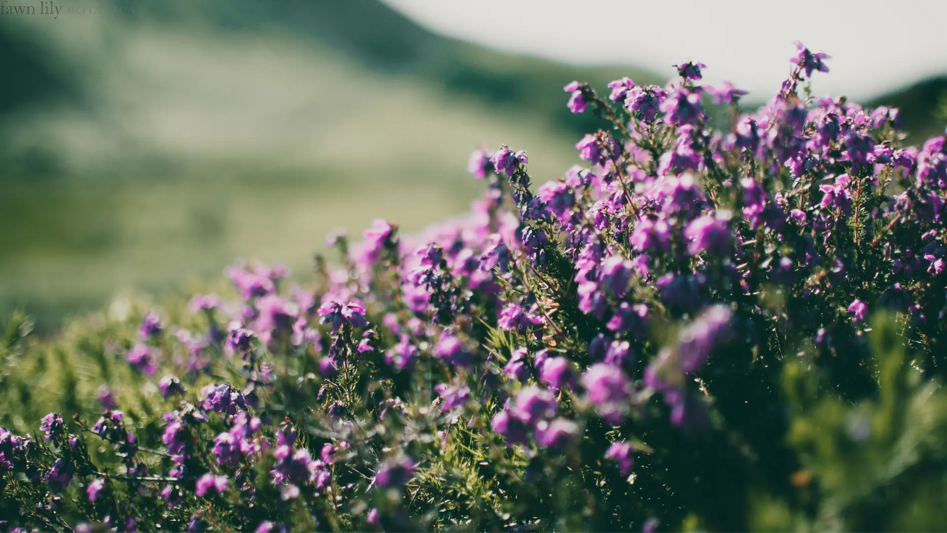 Natural facial toners vegan and plant-based, made from organic and natural botanical ingredients