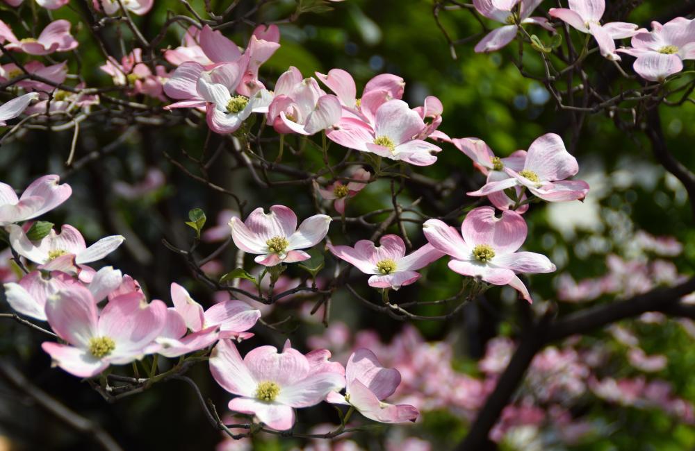 Natural botanical plant-based seasonal products to nourish sensitive skin + all skin types | Fawn Lily Botanica