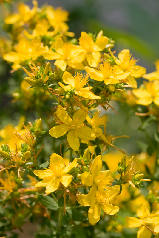 ORGANIC ST. JOHN'S WORT HYDROSOL - NEW!