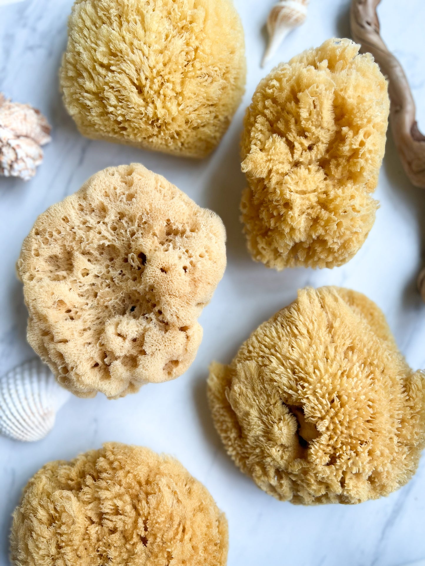 Fawn Lily Botanica | natural and sustainable sea sponges for bathing, baths, and exfoliating