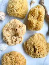 Load image into Gallery viewer, natural and sustainable sea sponges for bathing, baths, and exfoliating
