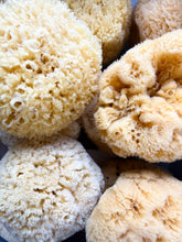 Load image into Gallery viewer, SUSTAINABLE BATH SEA SPONGES (3 SIZES)

