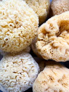 Natural Sea Sponges