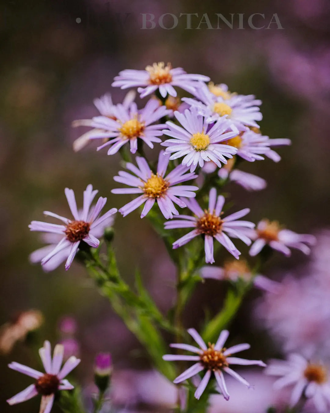 Aster maritima, Sea Starwort / Sea Aster