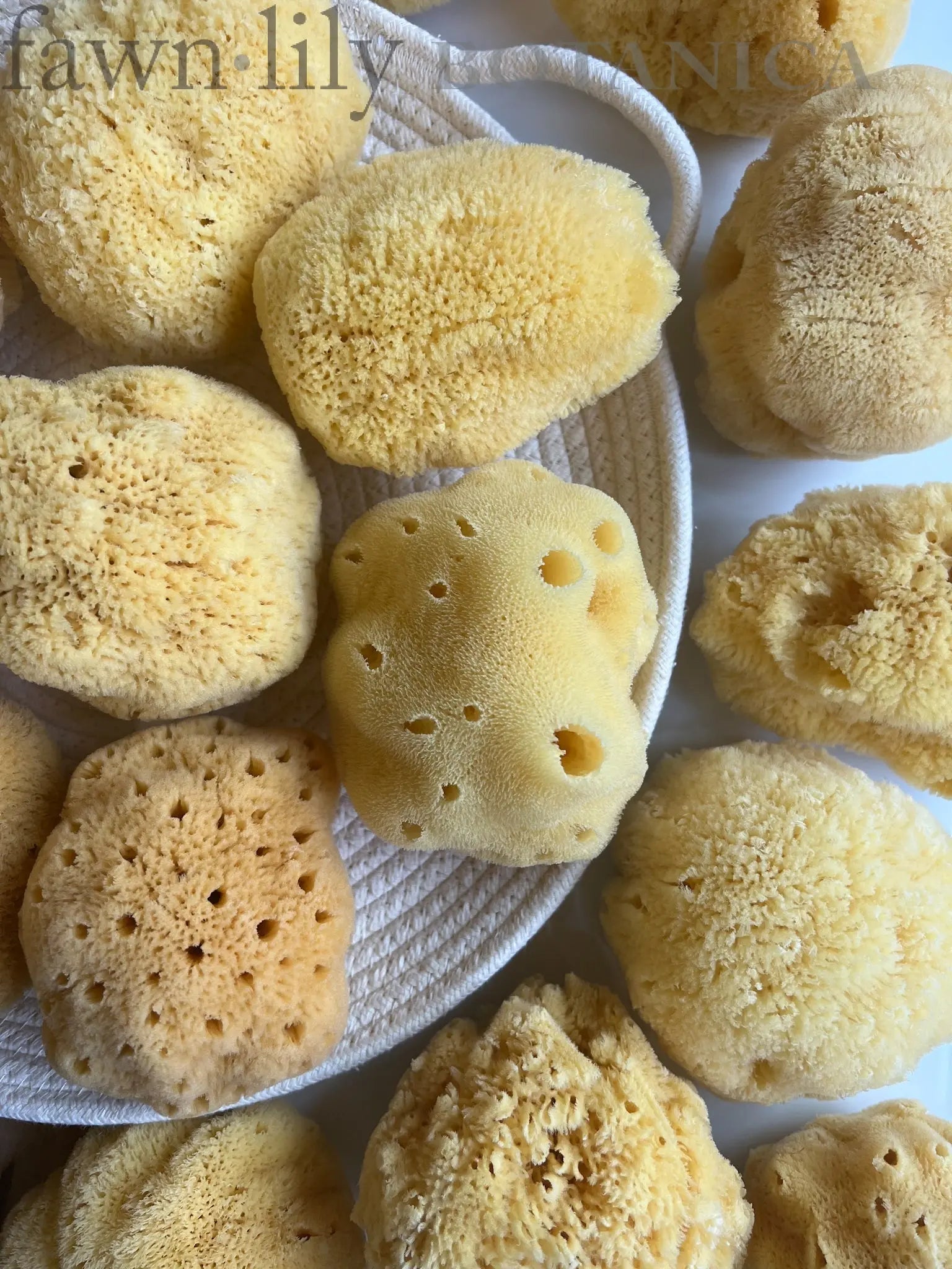 summer infant bath sponge Baby & Children's Bath Silk Sea Sponge, Premium Natural