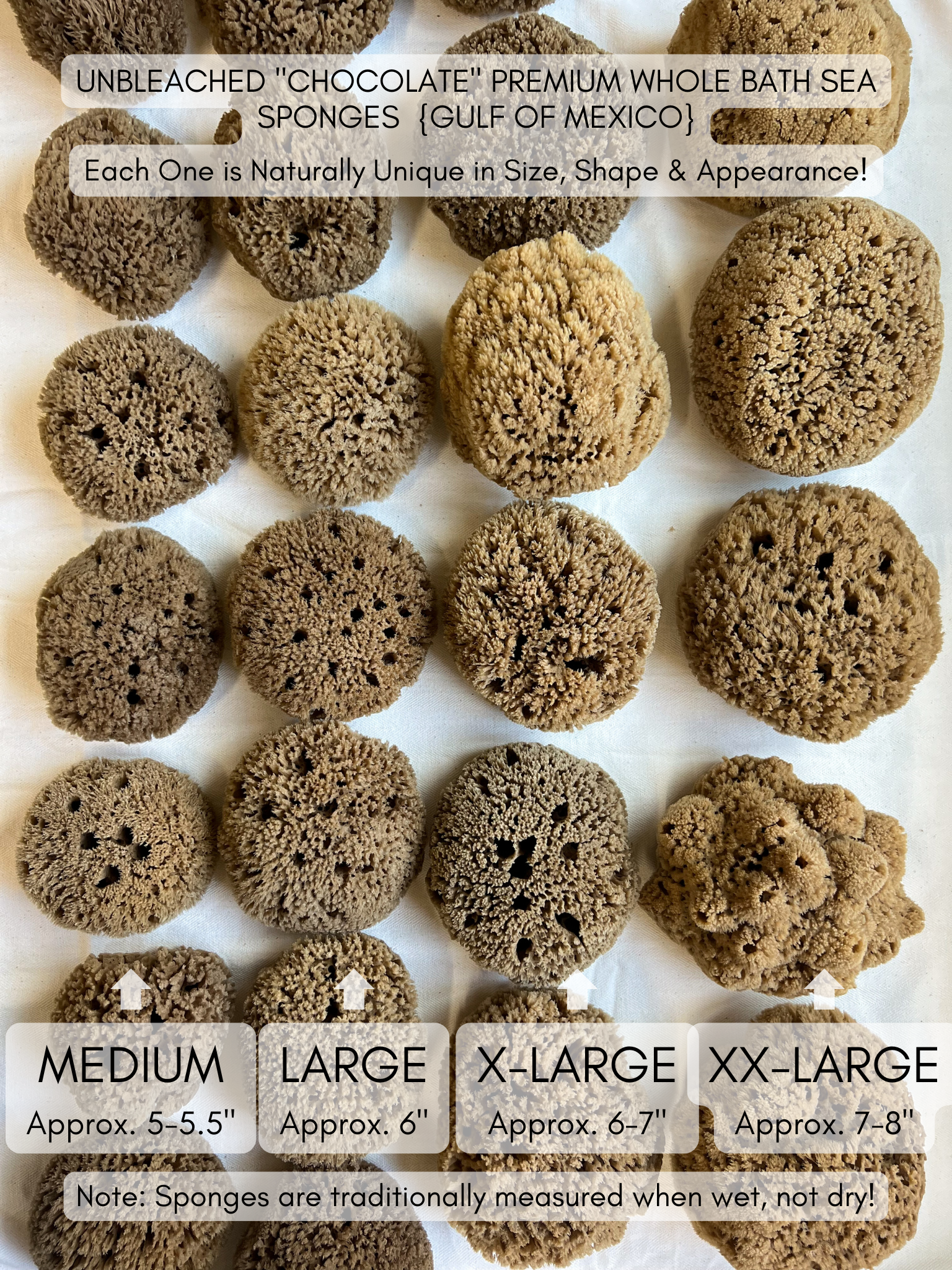 Fawn Lily Botanica | Unbleached Premium Whole Bath Sea Sponges, sustainable high quality bathing sponges, size comparison