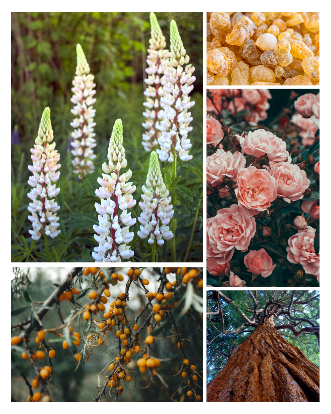 Collage of various plants and flowers including lupins, berries, and roses. Ingredients for seasonal serum, Fawn Lily Botanica
