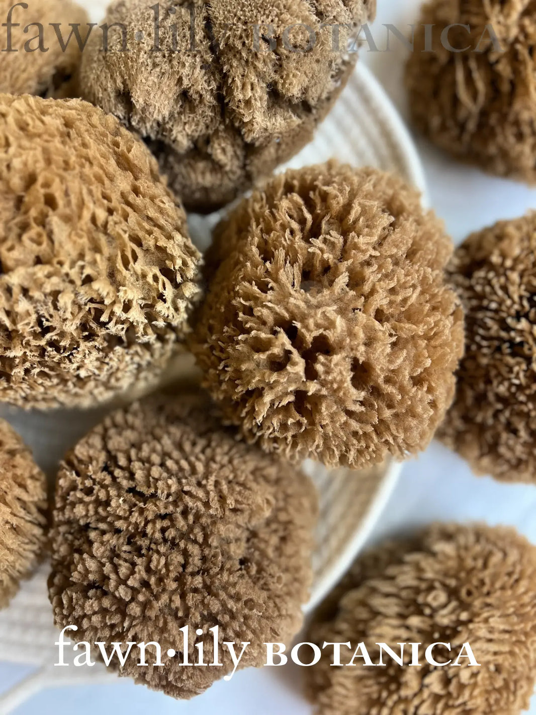 Why Natural Sea Sponges Are Better Than Plastic Poufs | Fawn Lily Botanica