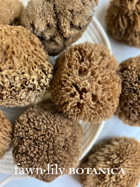 Fawn Lily Botanica | Unbleached Chocolate Bath Sea Sponges, sustainably harvested