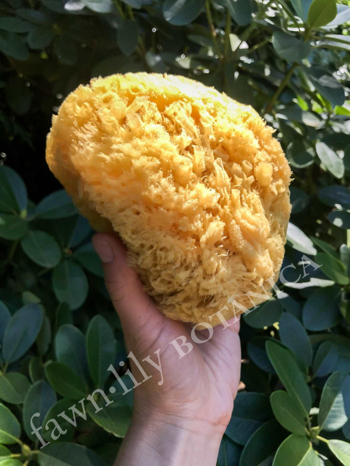 5-6 inch Yellow Sea Sponge