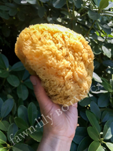 Load image into Gallery viewer, natural sea bath sponges for bathing, premium high quality, whole form, sustainable and ecofriendly
