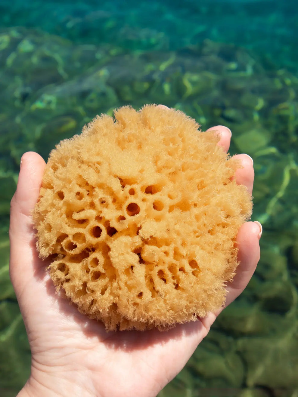 Sustainable Natural Premium Bath Sea Sponges – Fawn Lily Botanica