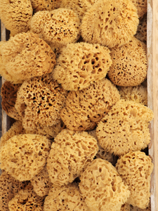 natural and sustainable sea sponges for bathing and bathroom