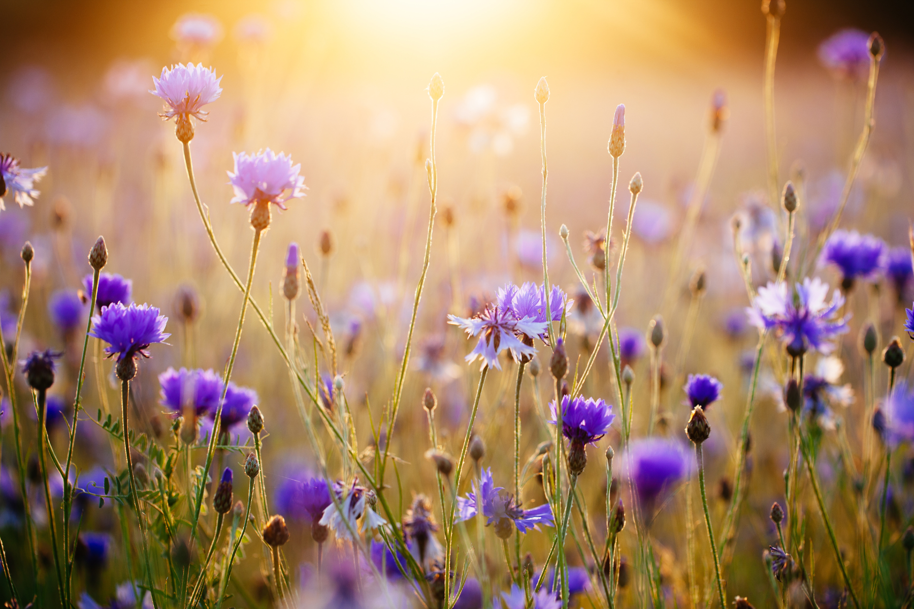 Fawn Lily Botanica | Cornflowers and sunshine