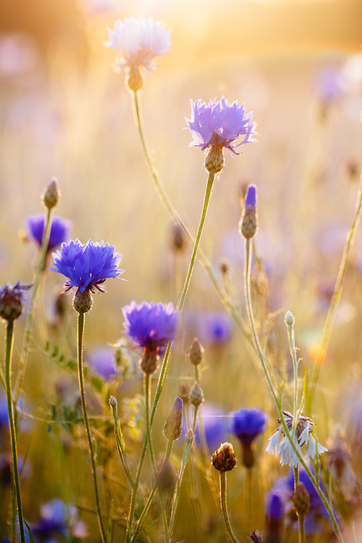 Fawn Lily Botanica | Certified Organic Blue Cornflower Hydrosol