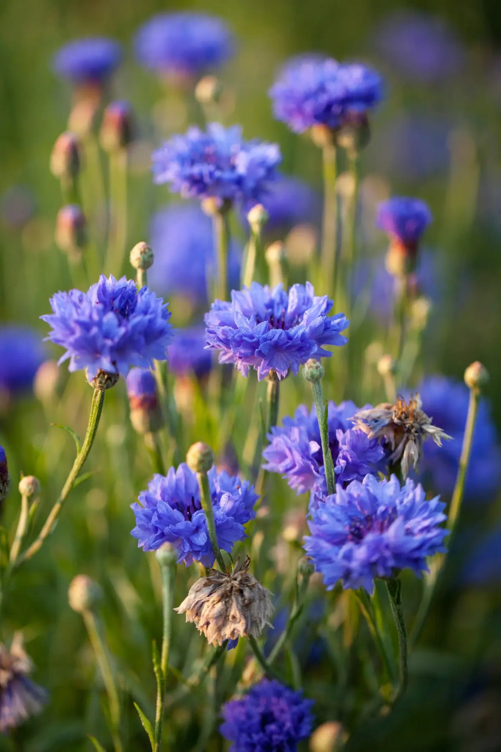 CERTIFIED ORGANIC CORNFLOWER HYDROSOL / FLOWER WATER TONER – Fawn Lily ...