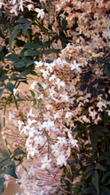 Load image into Gallery viewer, Bakuchiol Jasmine Botanical Serum | Fawn Lily Botanica
