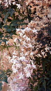 Bakuchiol Jasmine Botanical Serum | Fawn Lily Botanica
