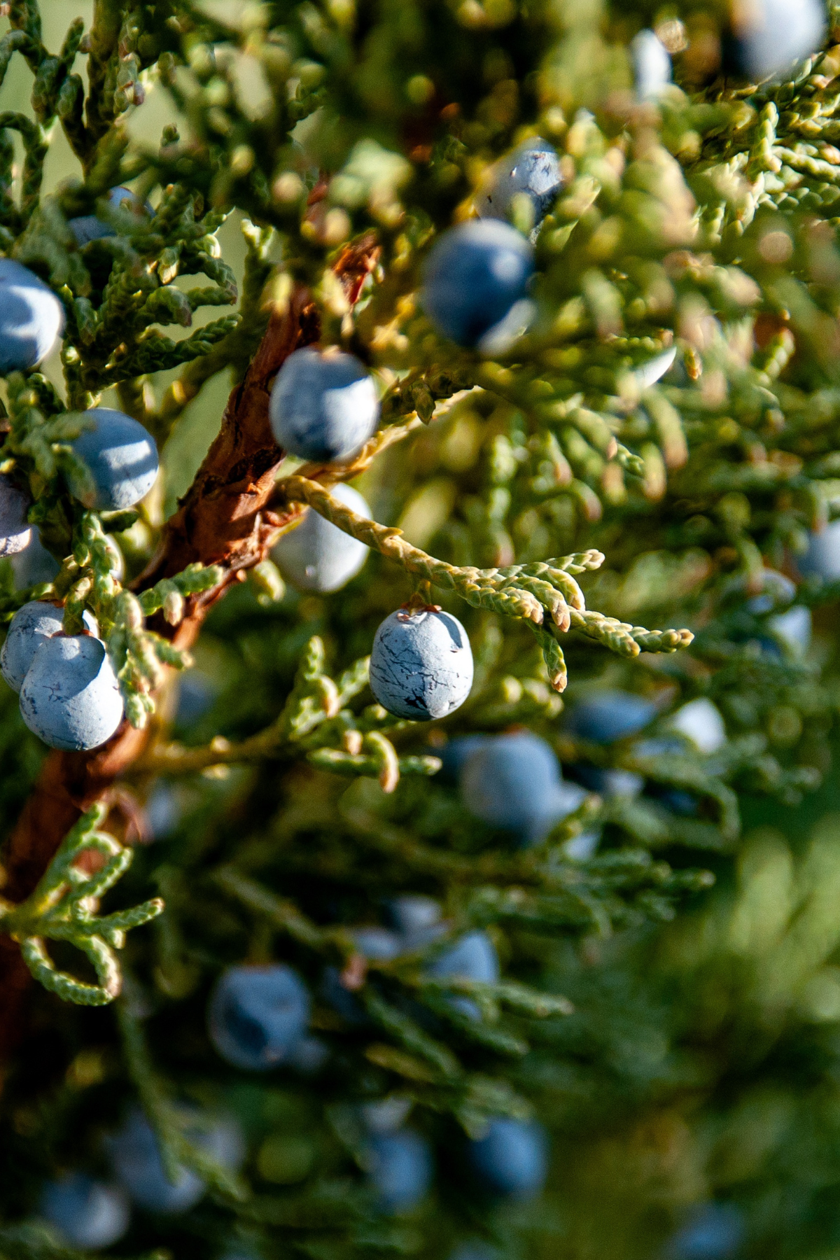 Fawn Lily Botanica | Juniper Hydrosol for Facial Skin Care