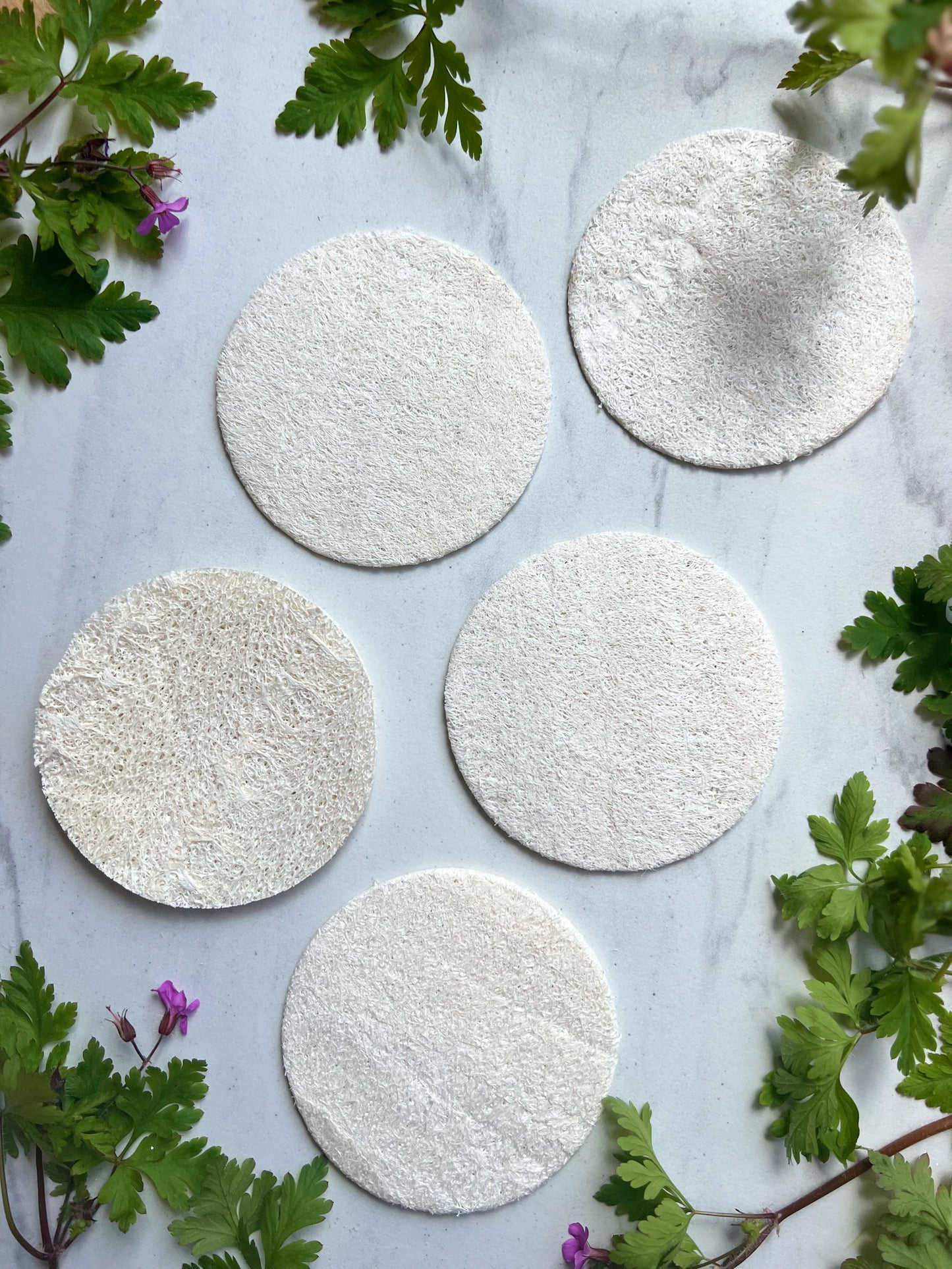 Fawn Lily Botanica | Luffa Loofah Facial Sponge - soft, USA grown, sustainable and organic, 3.5 inch disc
