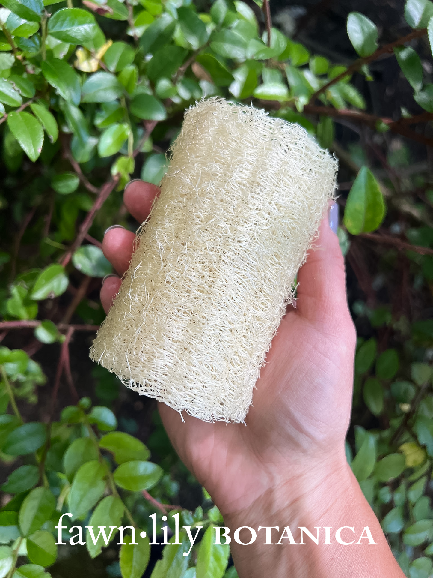 Fawn Lily Botanica | Heirloom Mayan Luffa Bath Sponge