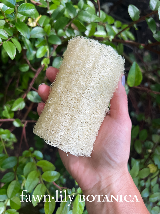 Fawn Lily Botanica | Heirloom Mayan Luffa Bath Sponge