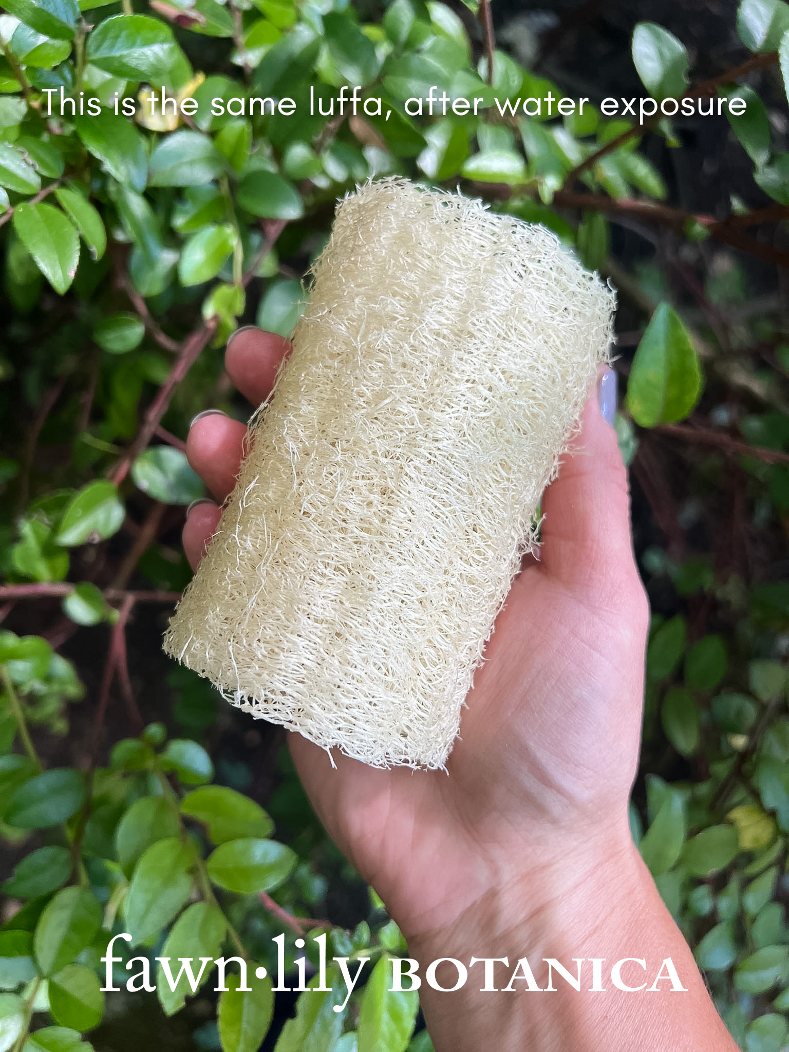 Fawn Lily Botanica | Mayan Luffa Bath Sponge, Sustainable Organic