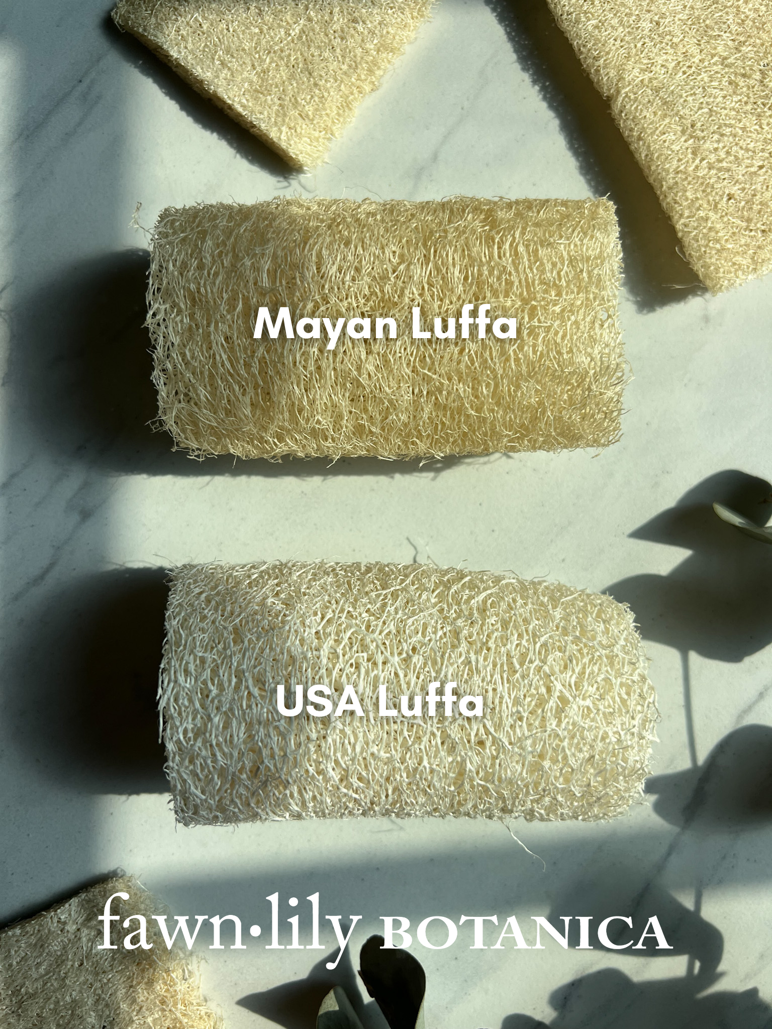 Fawn Lily Botanica | Organic USA Grown and Mayan Luffa Bath Sponges, difference comparison