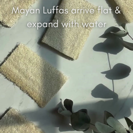 Fawn Lily Botanica | Heirloom Mayan Loofah Bath Sponges, Video