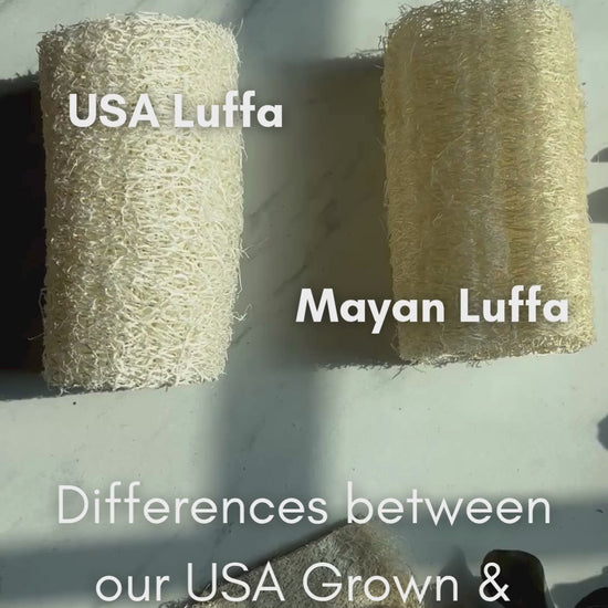 Fawn Lily Botanica | USA Luffas and Mayan Loofahs, diferences, Video
