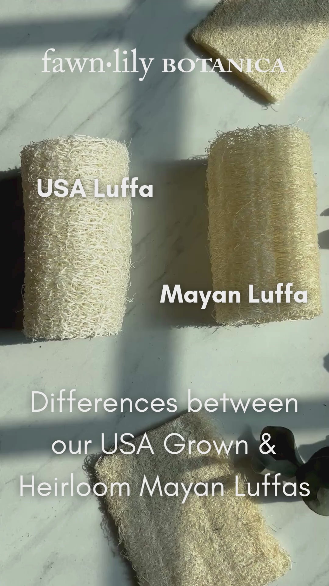 Fawn Lily Botanica | USA Luffas and Mayan Loofahs, diferences, Video
